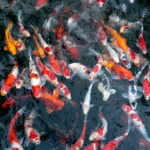 best red aquarium fish