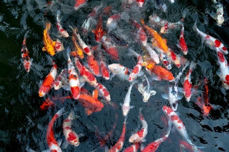 best red aquarium fish