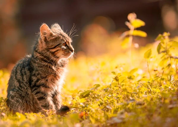 What to Know Before Adopting a Cat