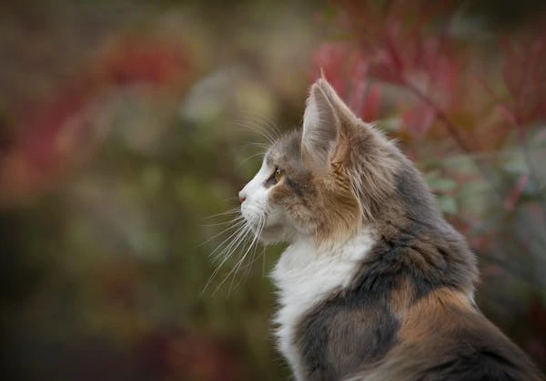 What to Know Before Adopting a Cat