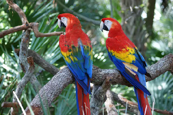 Popular Large Birds to Keep as Birds - Scarlet Macaw