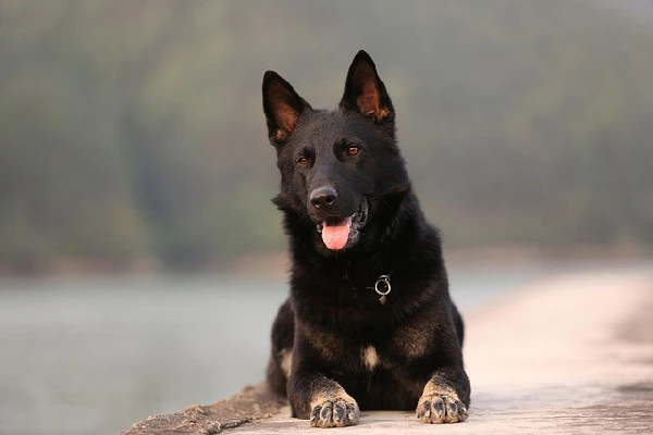 different breeds of german shepherd