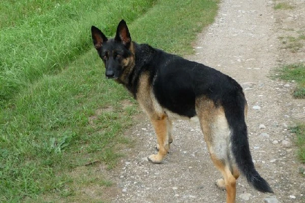 different breeds of german shepherds