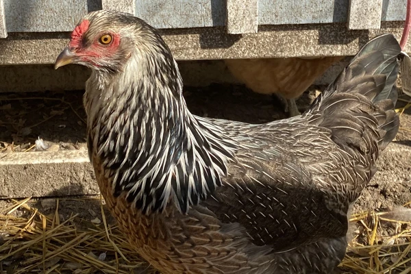 Best chicken breeds for eggs