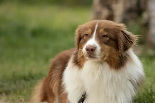 Are Australian Shepherds an Aggressive breed