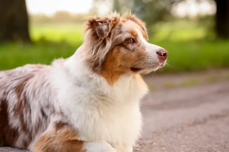 are australian shepherds an aggressive breed