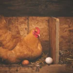 Best Chicken breeds for eggs