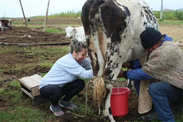 how to take care of a cow