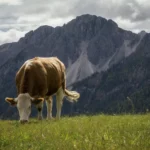how to take care of a cow