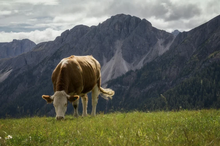 how to take care of a cow