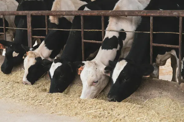 How to take care of a cow