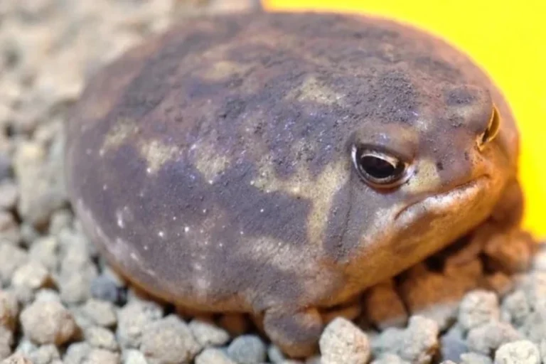 desert rain frog pet