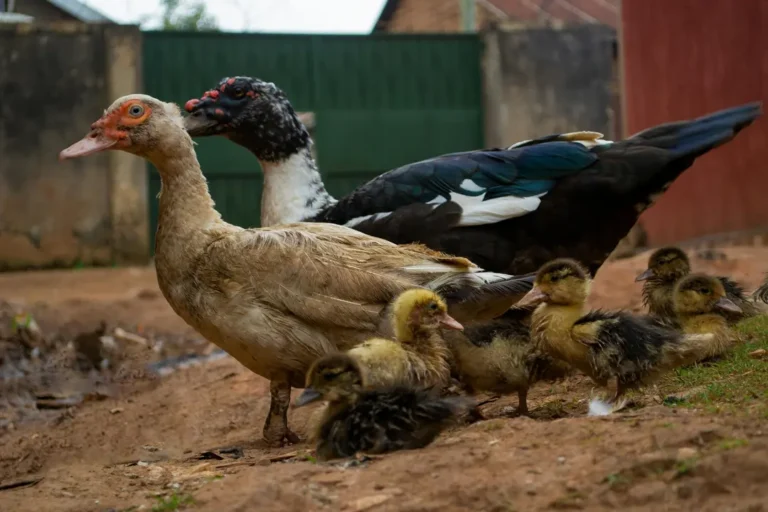 foods for ducks and ducklings