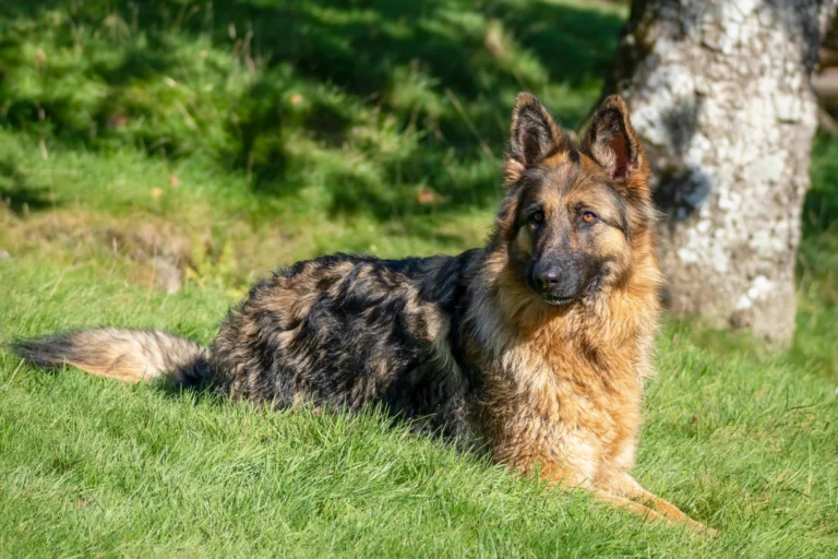 different breeds of german shepherds