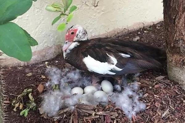 care for ducks and ducklings