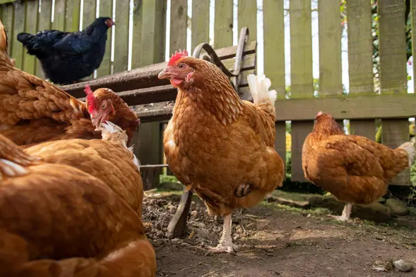 Best Chicken breeds for eggs
