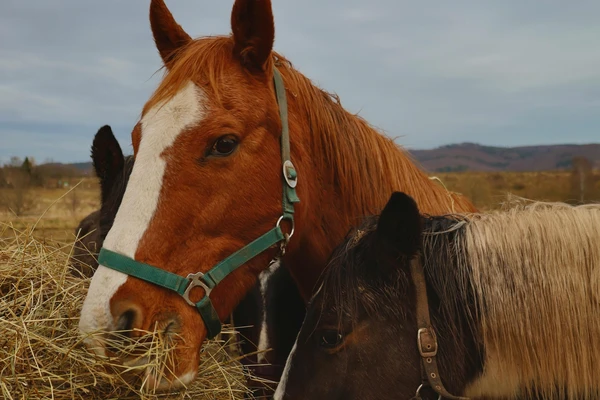 Types of food that horses eat