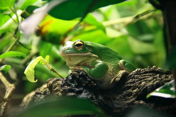 Consider Before Owning a Frog