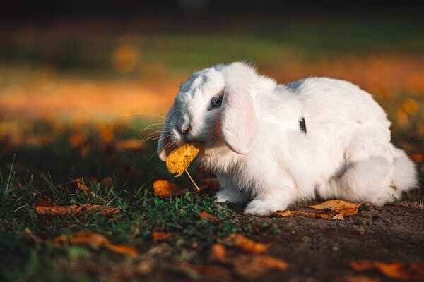 can rabbit eat orange?