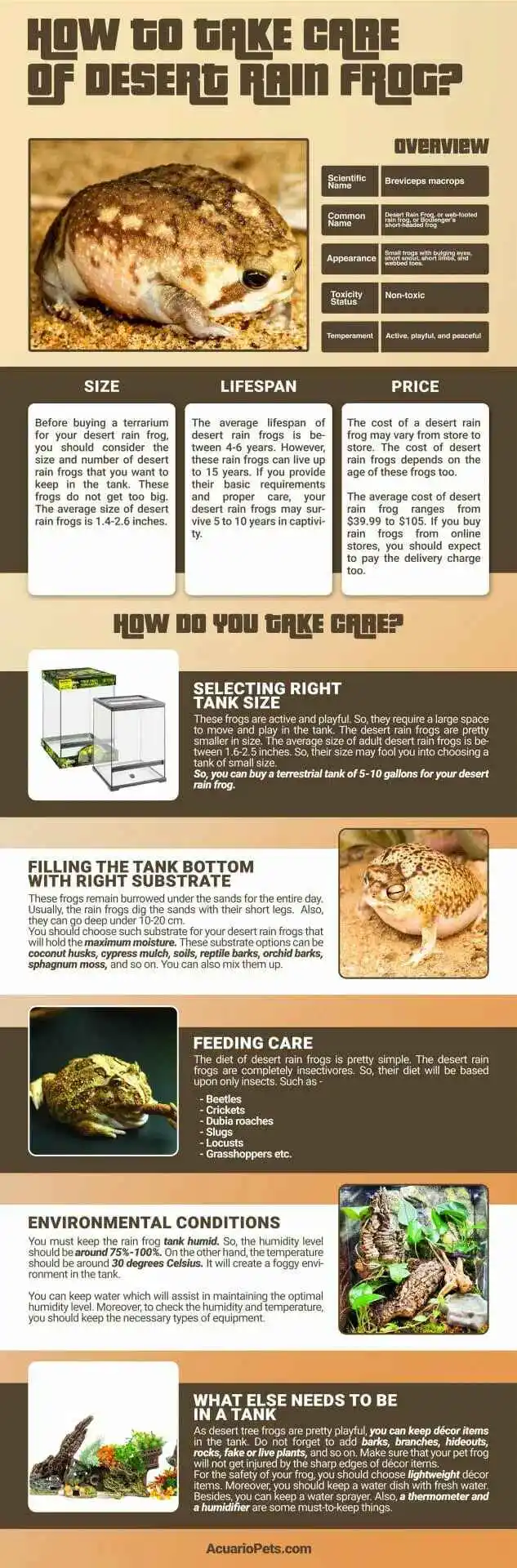how-to-take-care-of-desert-rain-frog-infographic