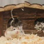 how to clean a hamster cage