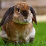 lop rabbit breeds