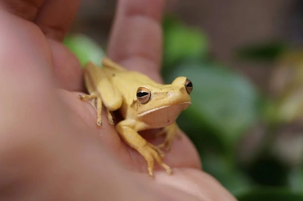 Consider Before Owning a Frog