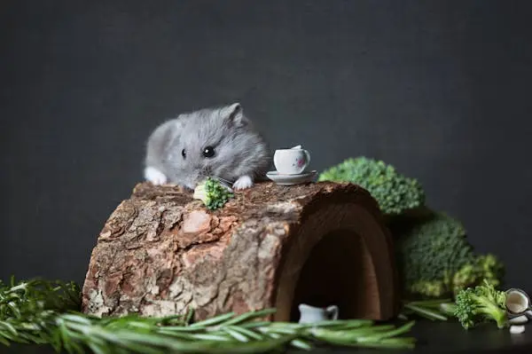 how to clean hamster cage