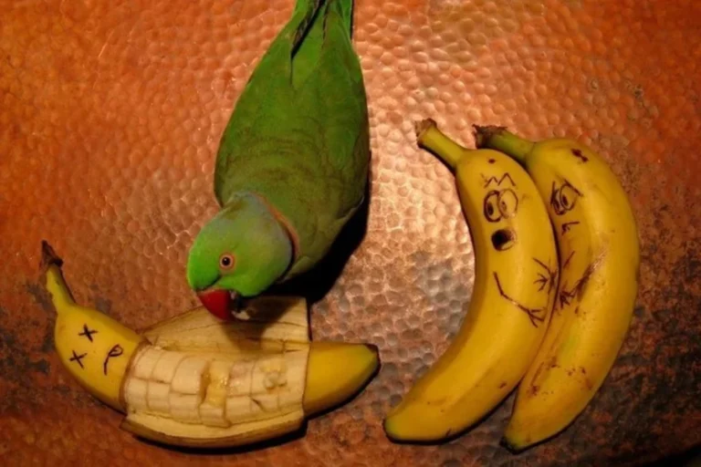 birds eat bananas