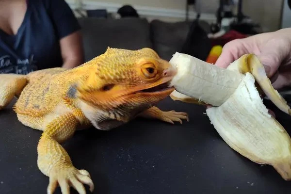Can-Bearded-Dragons-Eat-Bananas-2