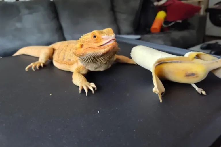 Can Bearded Dragons Eat Bananas