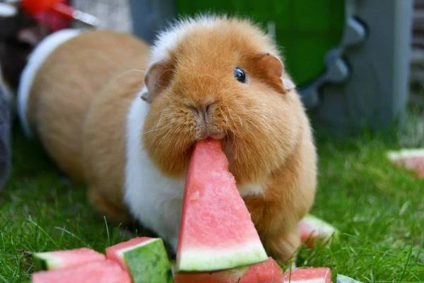Can-guinea-pigs-eat-watermelon-1-Petaidinfo.