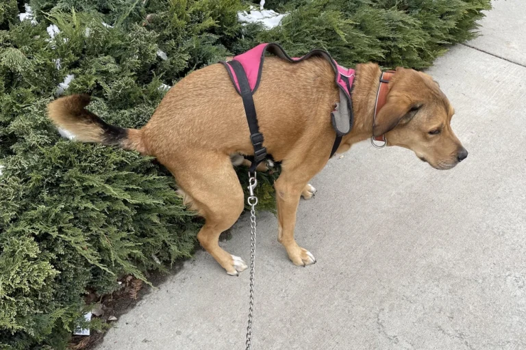 dog poop