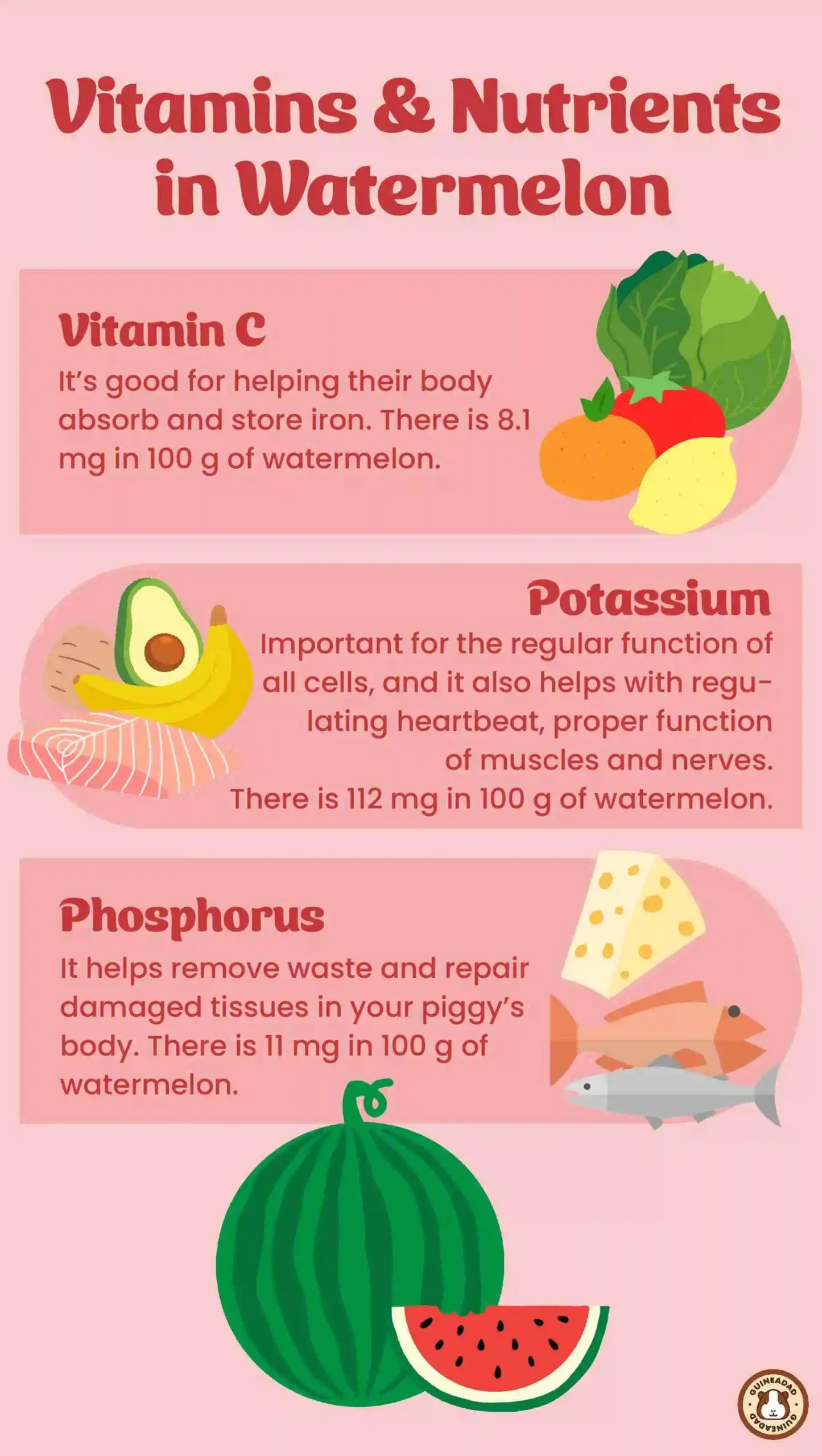 Can guinea pigs eat watermelon nutrition chart