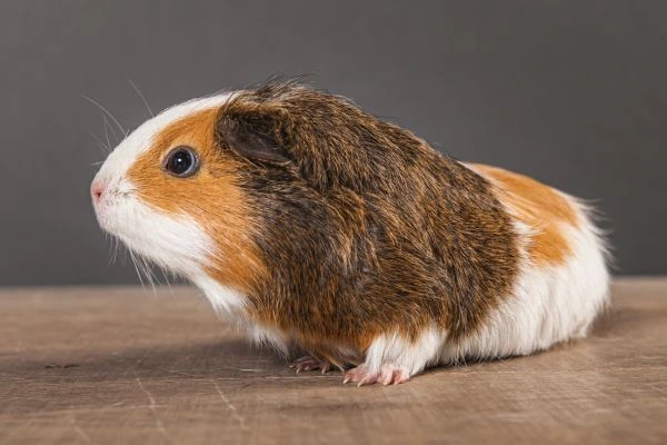 teddy guinea pig