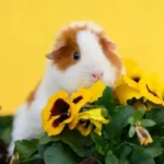 Teddy-Guinea-Pig_-Overview-Lifespan-Photos-Care-Tips