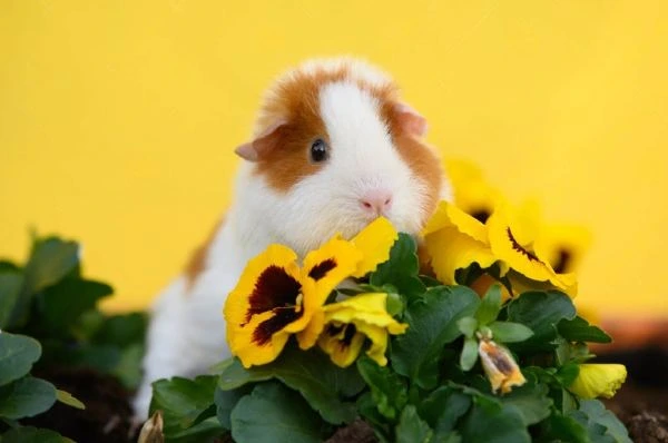 Teddy-Guinea-Pig_-Overview-Lifespan-Photos-Care-Tips