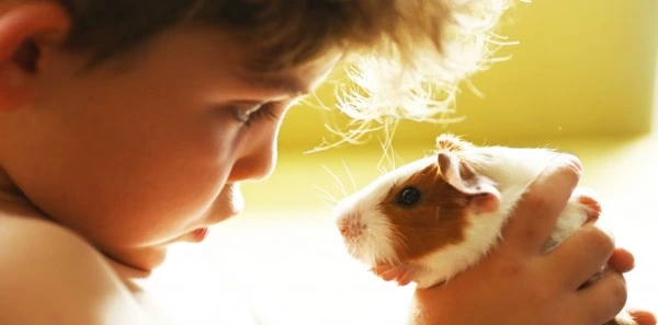 teddy guinea pig 