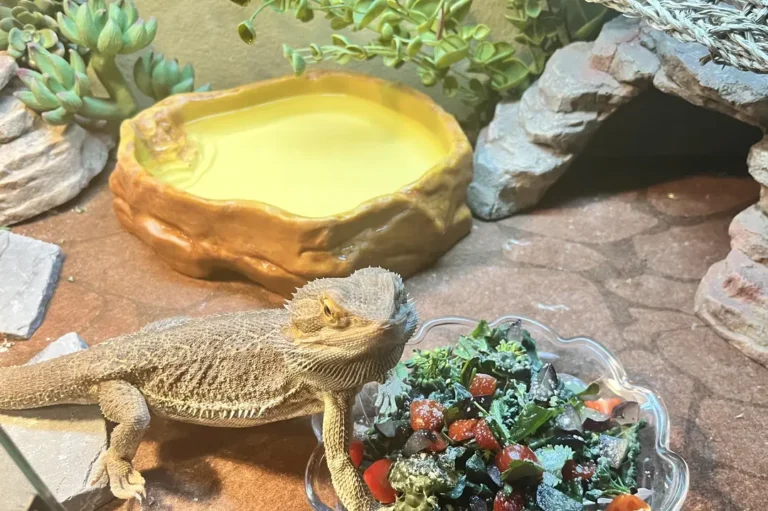 can bearded dragons eat broccoli