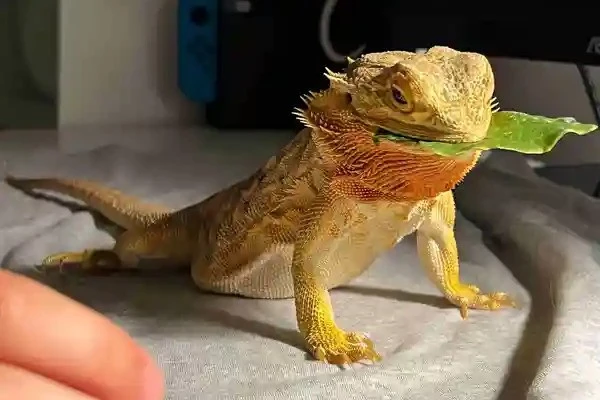 can-bearded-dragons-eat-spinach-2