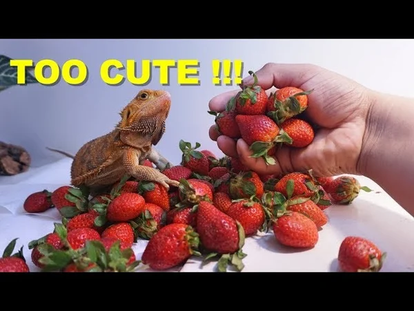 can-bearded-dragons-eat-strawberries-2