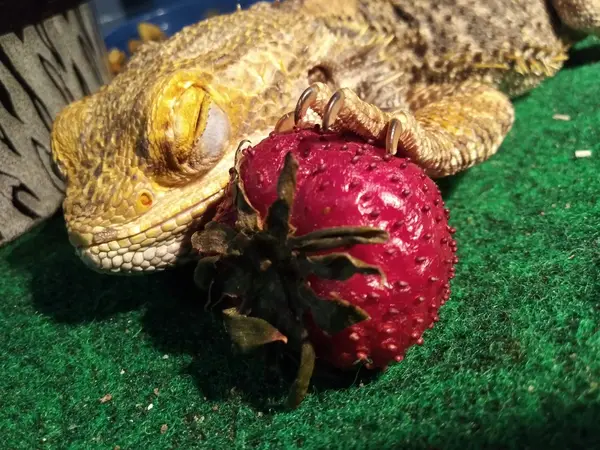 can-bearded-dragons-eat-strawberries-3