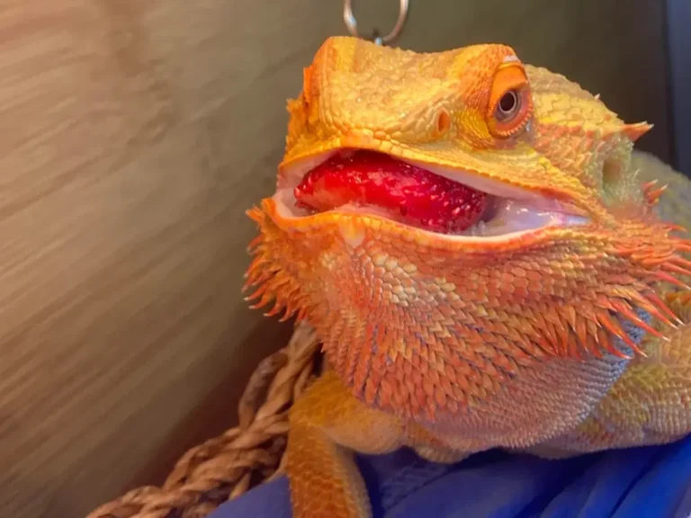 can bearded dragons eat strawberries