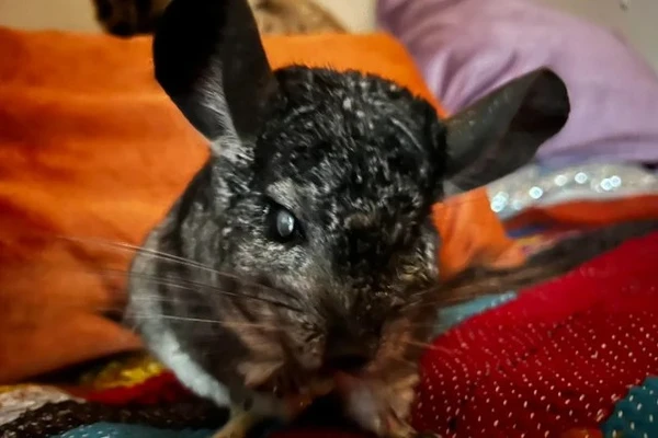 chinchilla lifespan