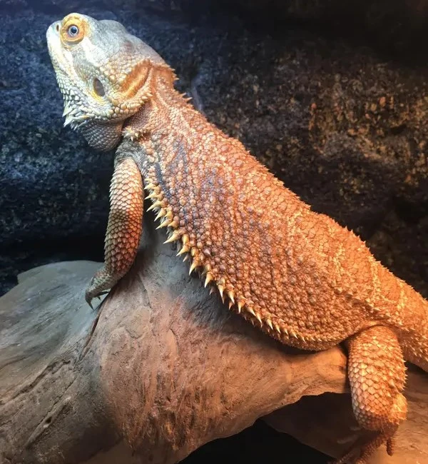 how-bearded-dragons-see-color-1