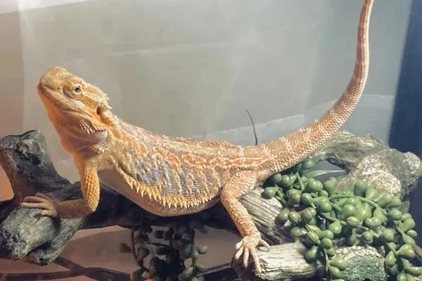 how-bearded-dragons-see-color-3