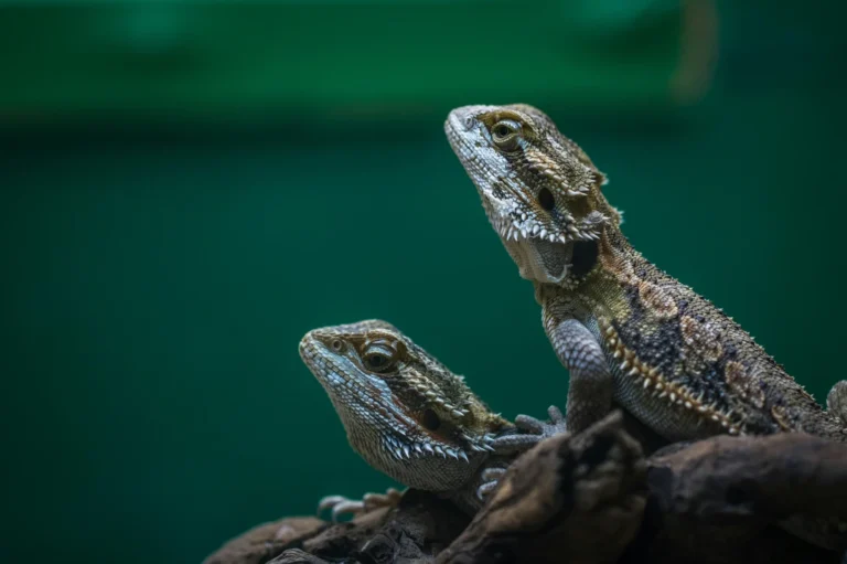 how bearded dragons see color