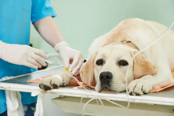 dog surgery