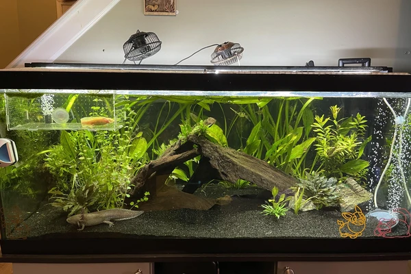 Axolotl-Care-1