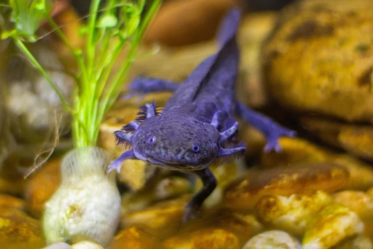 caring for an axolotl